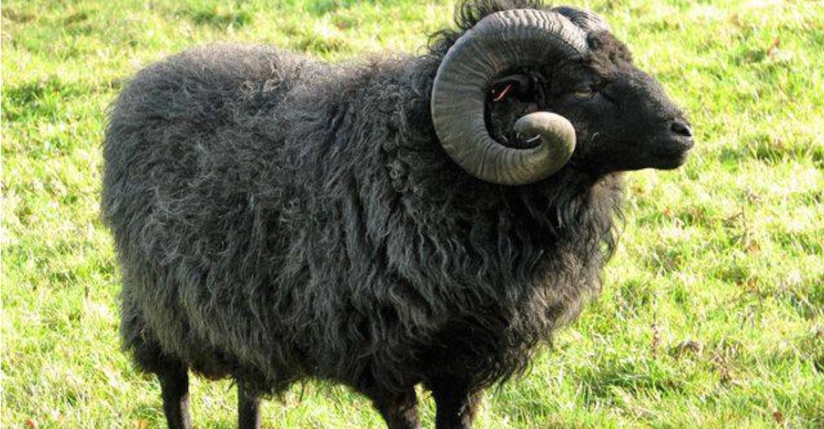 Овцы черного цвета. Порода овец Джакоб. Дорсет Хорн барашки. Каракульская порода овец Тонина шерсти. Цигайская порода овец.